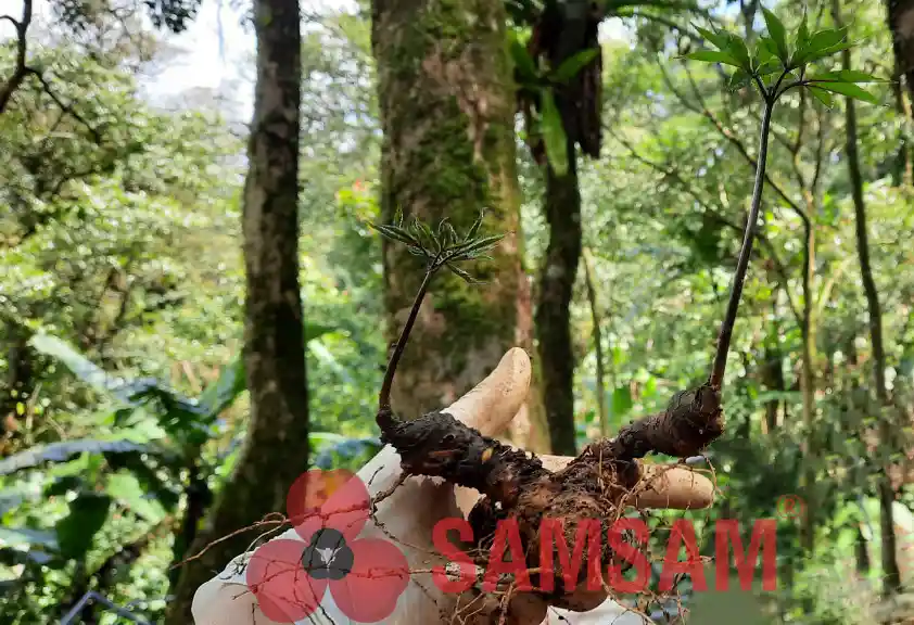 Cách đọc tuổi cây sâm Ngọc Linh