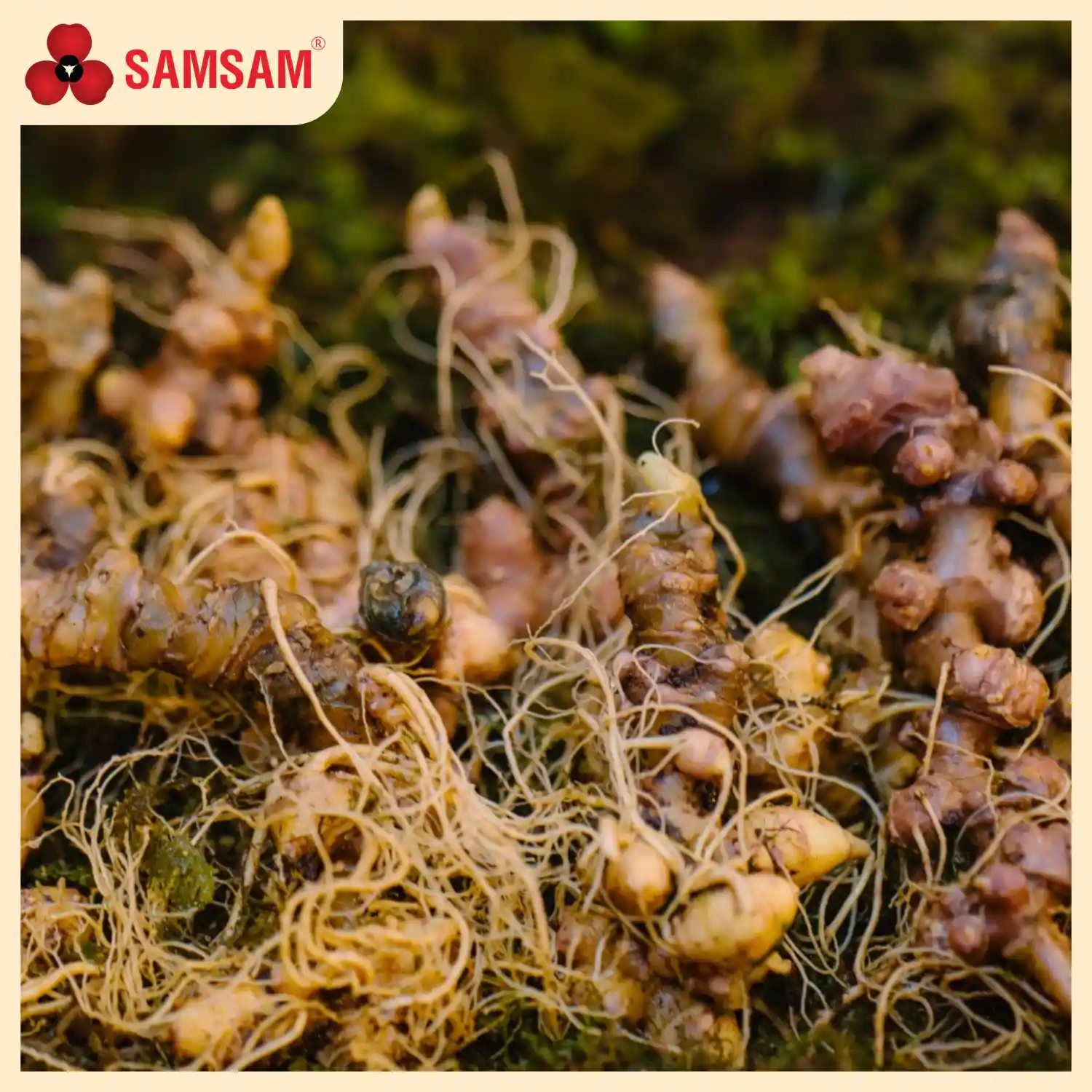 Cu sam ngoc linh sam sam 00