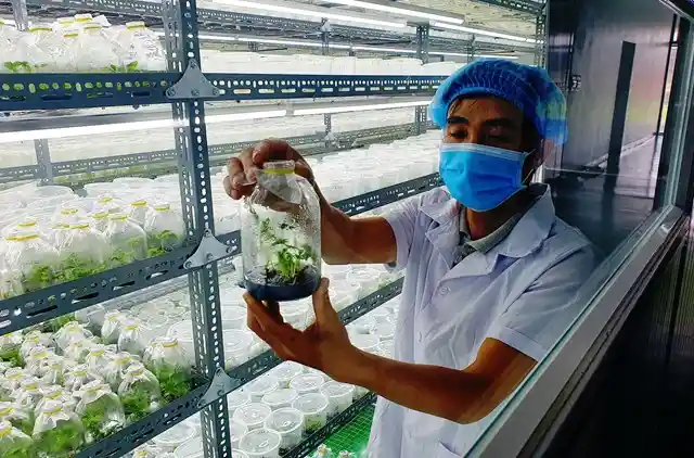 Đẩy mạnh công nghệ 4.0 vào bảo tồn phát triển cây sâm quý Ngọc Linh (Báo Đại Đoàn Kết)
