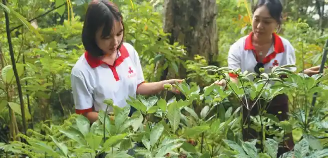 Vườn sâm của Công ty Sâm Sâm