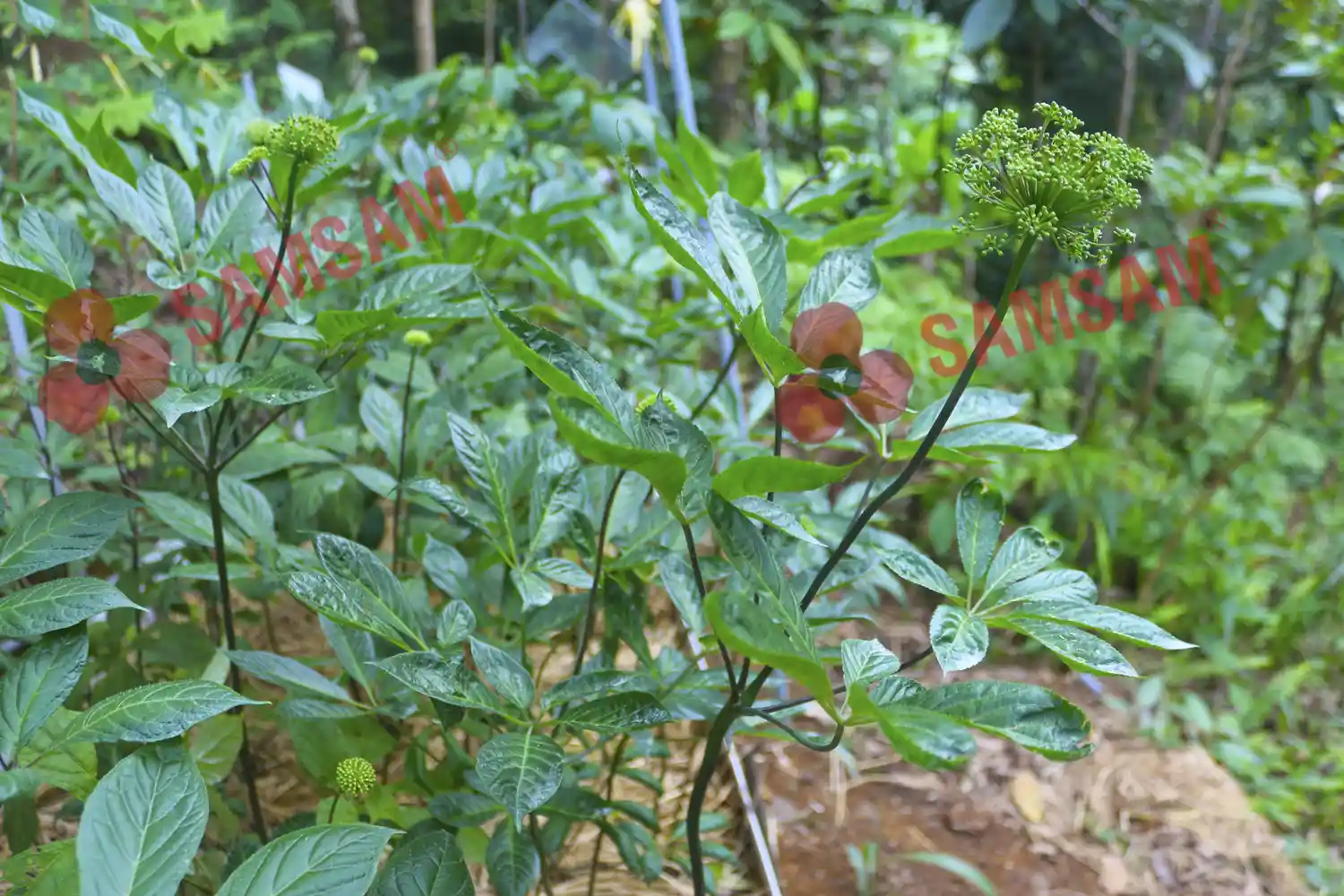 Sam ngoc linh duoc trong o dau 01