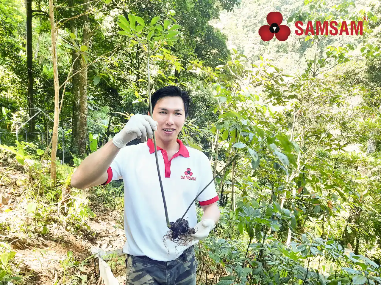 Sam ngoc linh duoc trong o dau 02
