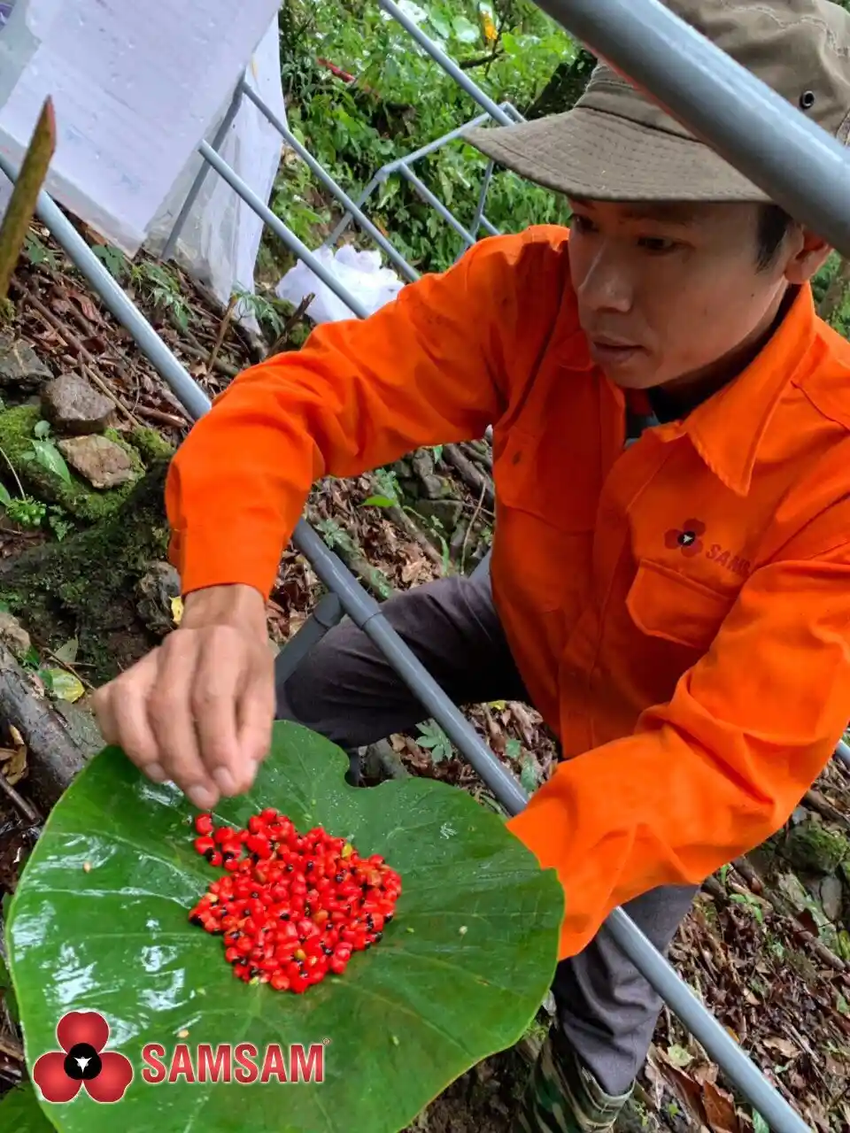 Hạt sâm Ngọc Linh của Công ty TNHH Sâm Sâm