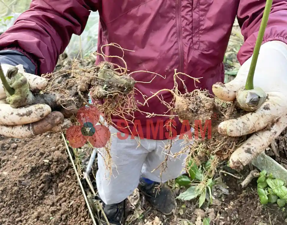 Cây Sâm Ngọc Linh trên vùng nguyên liệu của Công ty TNHH Sâm Sâm
