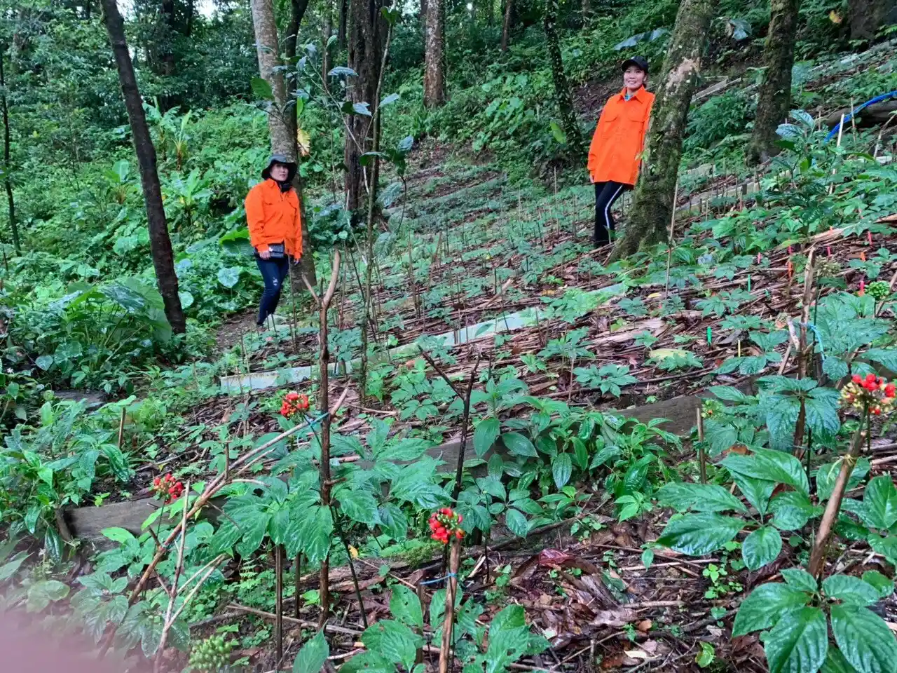 Núi Ngọc Linh thuộc địa phận Nam Trà My